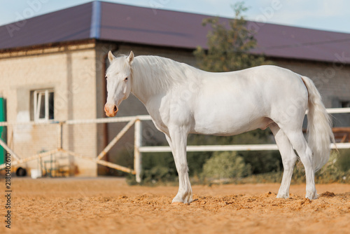 White horse walking in paddock
