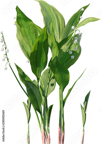 Plants PNG, Bushes PNG, Shrubs PNG, Greenery PNG, Tropical Plants, Garden Plants, Landscape Plants, Ornamental Plants, Decorative Plants, Outdoor Plants, Indoor Plants, Foliage PNG, Leafy Plants