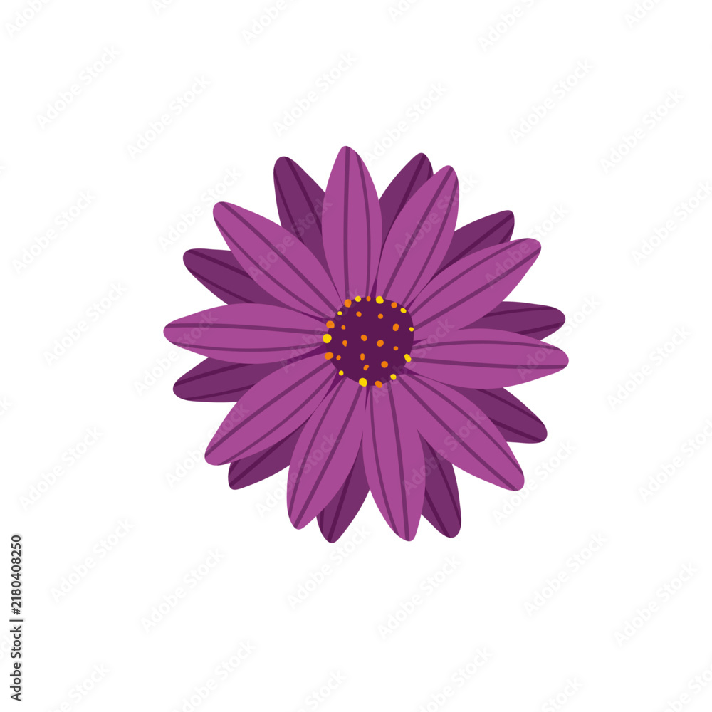 Fototapeta premium Purple Gerbera Daisy Flower Botanical Illustration