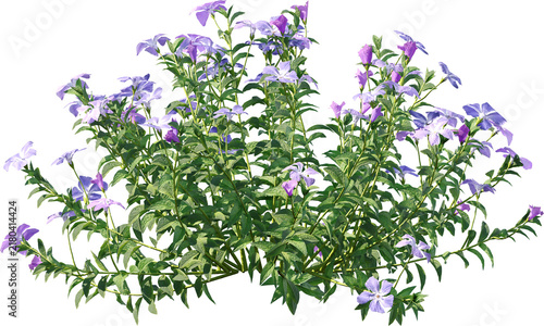 Plants PNG, Bushes PNG, Shrubs PNG, Greenery PNG, Tropical Plants, Garden Plants, Landscape Plants, Ornamental Plants, Decorative Plants, Outdoor Plants, Indoor Plants, Foliage PNG, Leafy Plants