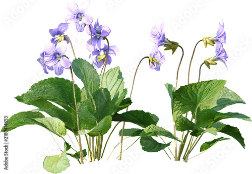 Plants PNG, Bushes PNG, Shrubs PNG, Greenery PNG, Tropical Plants, Garden Plants, Landscape Plants, Ornamental Plants, Decorative Plants, Outdoor Plants, Indoor Plants, Foliage PNG, Leafy Plants