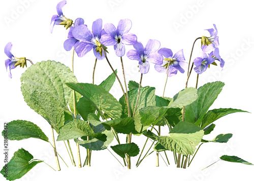 Plants PNG, Bushes PNG, Shrubs PNG, Greenery PNG, Tropical Plants, Garden Plants, Landscape Plants, Ornamental Plants, Decorative Plants, Outdoor Plants, Indoor Plants, Foliage PNG, Leafy Plants