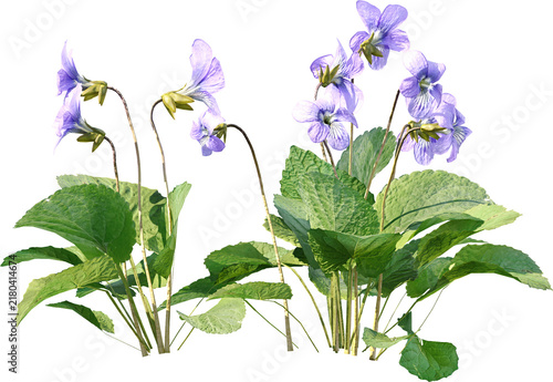Plants PNG, Bushes PNG, Shrubs PNG, Greenery PNG, Tropical Plants, Garden Plants, Landscape Plants, Ornamental Plants, Decorative Plants, Outdoor Plants, Indoor Plants, Foliage PNG, Leafy Plants
