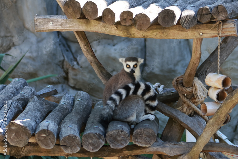 Obraz premium ring tailed lemur catta