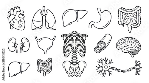Human internal organ and anatomy line icon set.