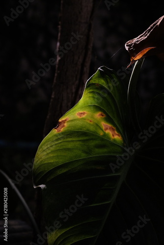 light on leaf