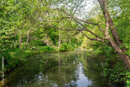 Woodland Pond in Berlin Grosser Tiergarten
