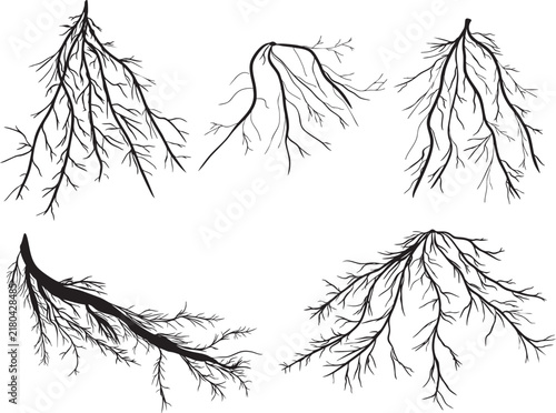 various forms of plant root or resembling nerves in the human body, seen as black silhouettes