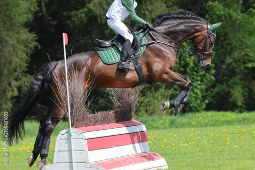 Portrait sportive horse jumps over the threshold obstacle