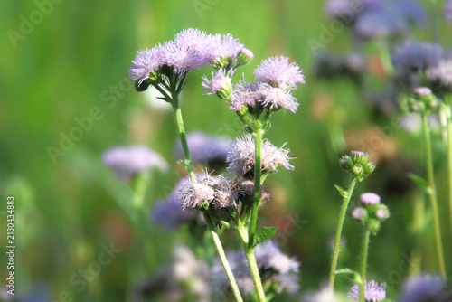 夏の花