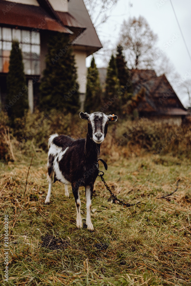 Obraz premium Black and white goat grazing in a field