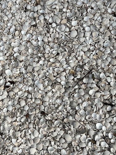 Natural Seashell Texture with White and Gray Shells on the Beach