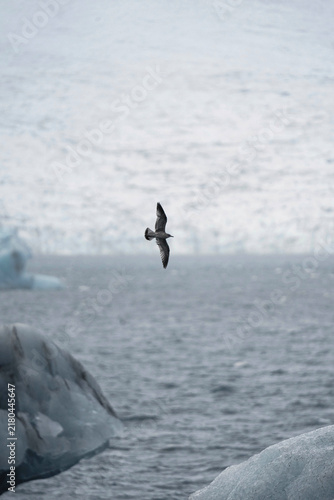 Foto The glacier bird flying over the iceberg in Iceland