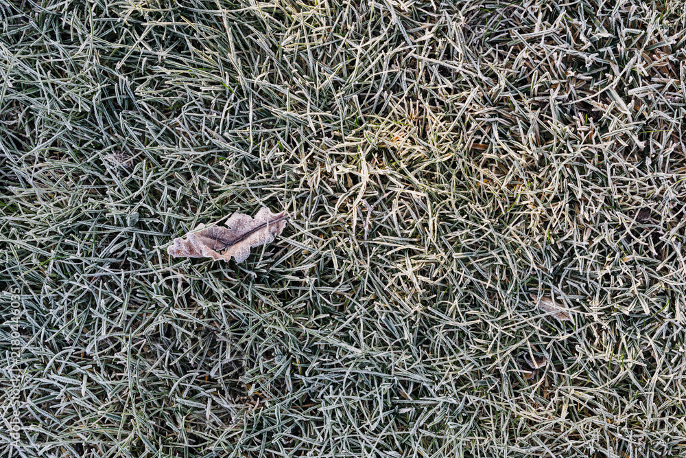 Obraz premium Grass covered in frost textured background
