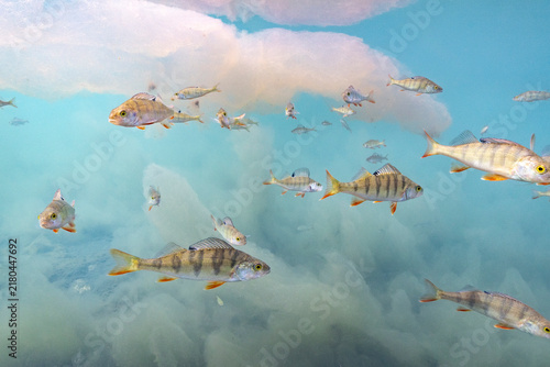 European Perch Swimming Beneath Colorful Reflections