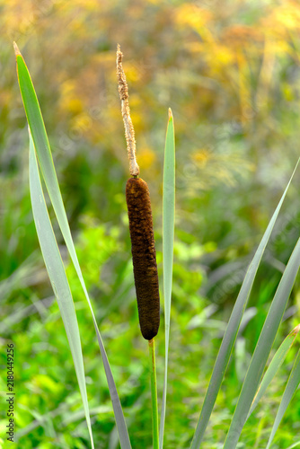 Quadro su tela Close-up of Typha latifolia L