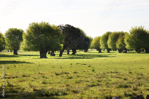 Quadro su tela The Salamanca pastureland, fields of holm and cork oaks and grass in Castile and