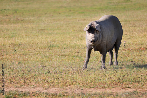 Fotografía Black iberian pig feeding in The Salamanca pastureland, fields of holm and cork
