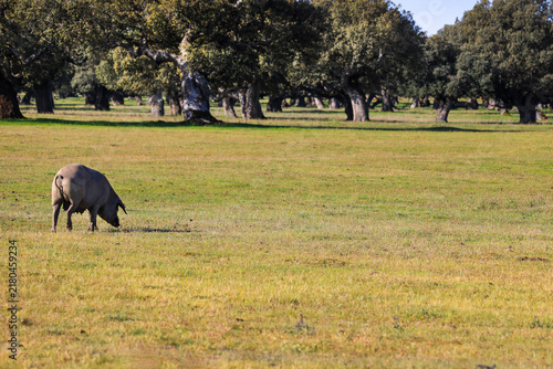 Fotografie Black iberian pig feeding in The Salamanca pastureland, fields of holm and cork