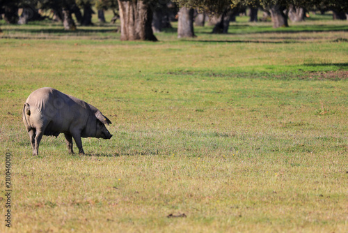 Fotografía Black iberian pig feeding in The Salamanca pastureland, fields of holm and cork