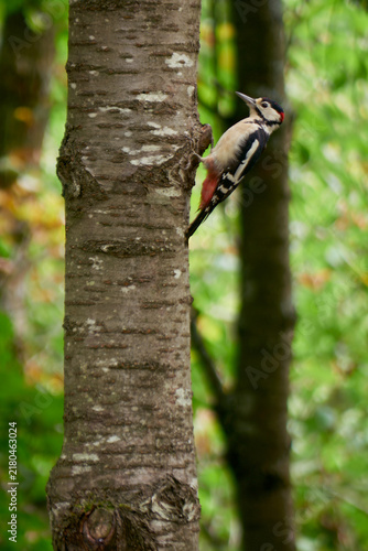 Bild auf Leinwand Great Spotted Woodpecker (Dendrocopos major), in classic pecking position on a tree trunk