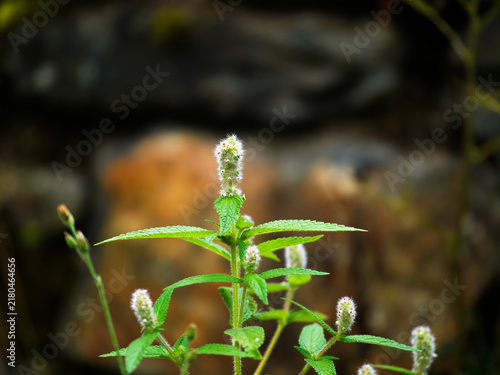 Obraz na płótnie Xiangru is an herbaceous plant belonging to the Lamiaceae family; it grows to a height of 0