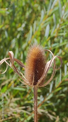 Close-up of a dried teasel seed head standing tall in a field with a blurred green background on a sunny summer day, showcasing spiky bracts and detailed natural texture.
