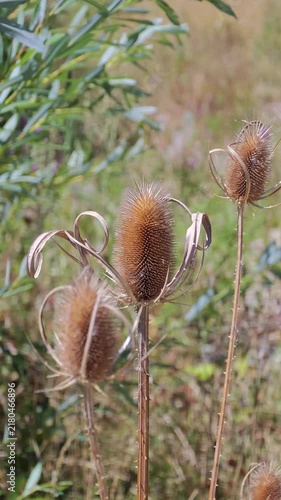 Detailed close-up view of dried teasel plant seed pods in a meadow on a bright summer afternoon, showing spiky dry brown stalks and natural botanical outdoor environment background.