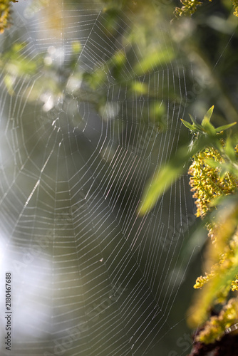 Spider web in nature