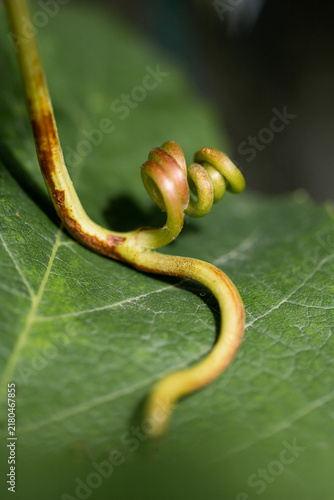 Fotografie Grape tendril