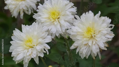 A macro close up shot of vibrant white chrysanthemums with bright yellow centers gently swaying in a peaceful garden, highlighting their natural beauty and delicate layers of petals.