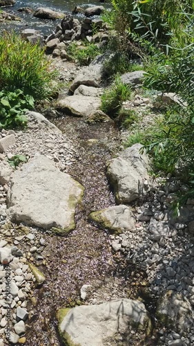 Clear water from a small shallow stream flows over river stones and gravel among bright green grass and wild plants under sunny daylight in a peaceful summer natural landscape.