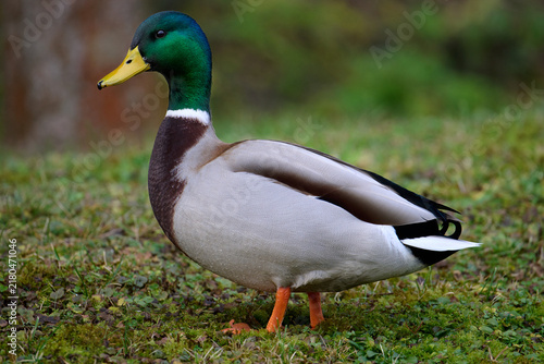 Male mallard duck standing on green grass, side view profile of a drake wild bird in a park.