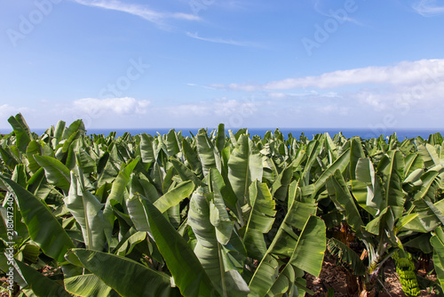 Foglie di palme di bananeto con mare e cielo sereno