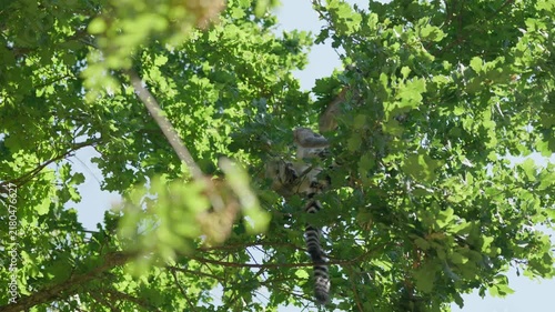 Lemurs are chewing in a tree in forest