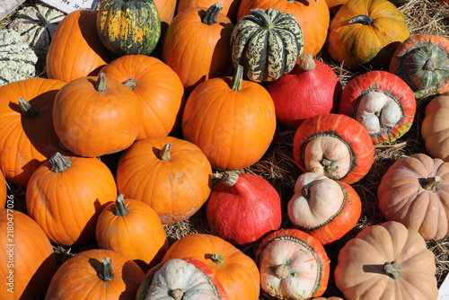 Colorful Assortment of Pumpkins and Gourds at a Farm