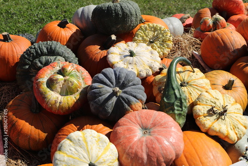 Colorful Assortment of Pumpkins and Gourds at a Farm