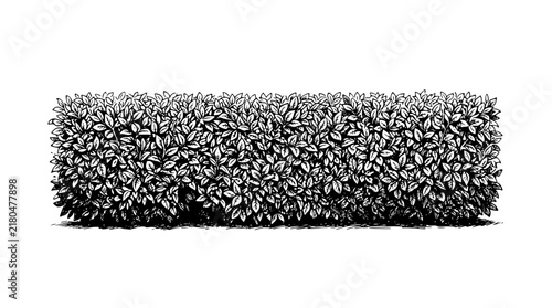 Hand drawn vector illustration of a rectangular shaped garden hedge