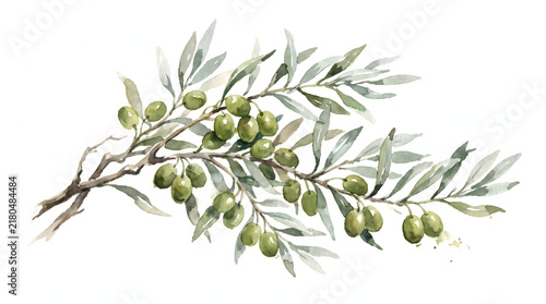 Hand painted watercolor olive branch with green fruits and soft leaves for Mediterranean decor