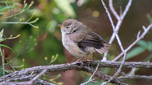 Juvenile Songbird - Fledgling Warbler.