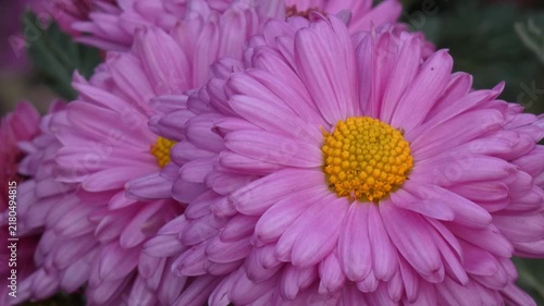 Pink chrysanthemum (Chrysanthemum) macro view showing yellow disc florets and pink petals, camera tilt, macro, soft light. Intricacy and Vitality.