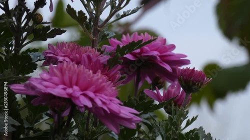 Pink chrysanthemum (Chrysanthemum) blossoms against overcast sky as a metaphor for endurance, close up, low key, calm atmosphere. Hope and Vulnerability.