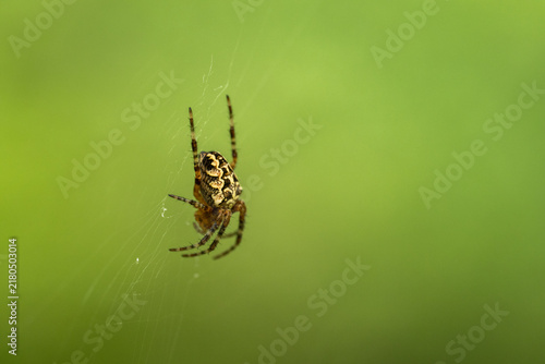 фотографія Orb-weaver spider hanging on web with green background