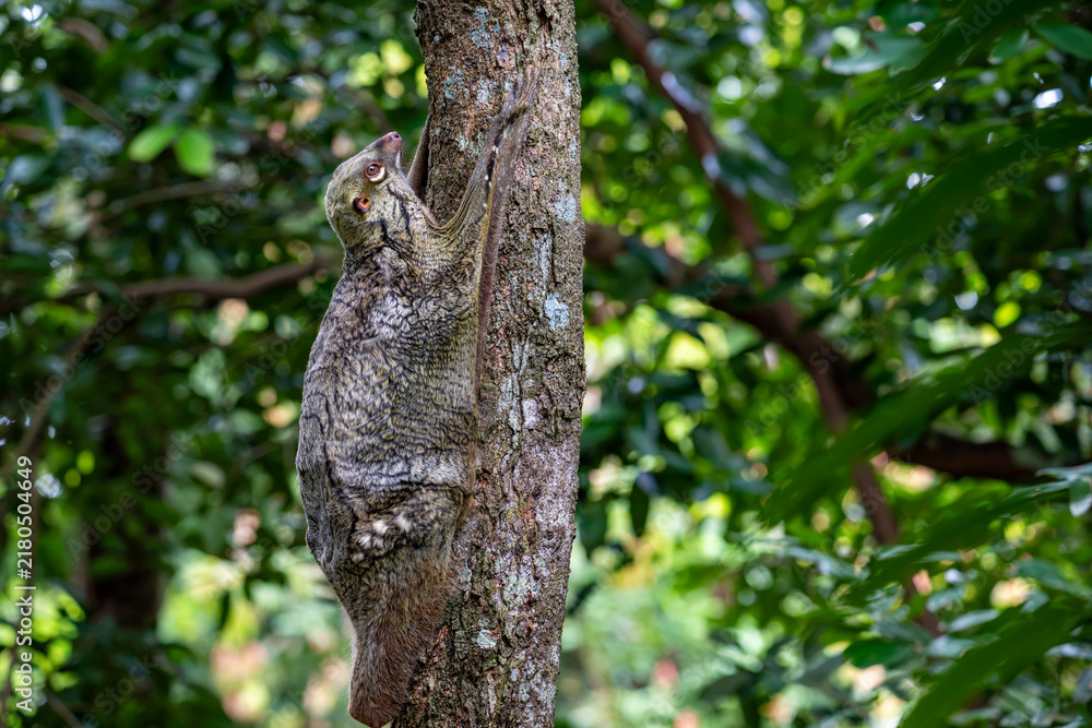 Obraz premium Sunda flying lemur - Galeopterus variegatus or Sunda colugo or Malayan flying lemur or Malayan colugo, found throughout Southeast Asia in Indonesia, Thailand, Malaysia, and Singapore