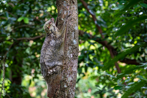 Bild auf Leinwand Sunda flying lemur - Galeopterus variegatus or Sunda colugo or Malayan flying le