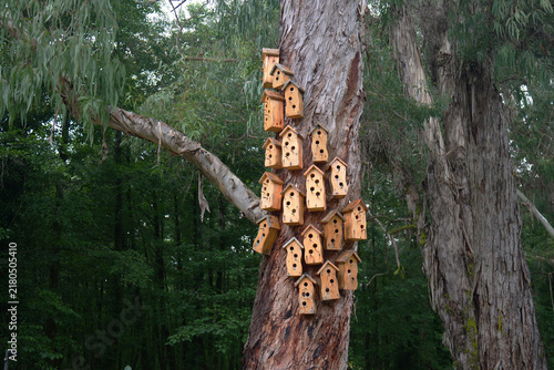 Birdhouses colony creating shelter for birds on tree