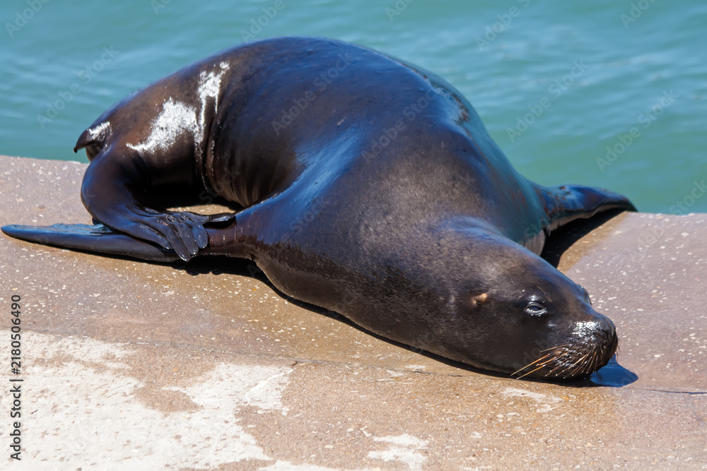 Fototapeta premium seal on the beach