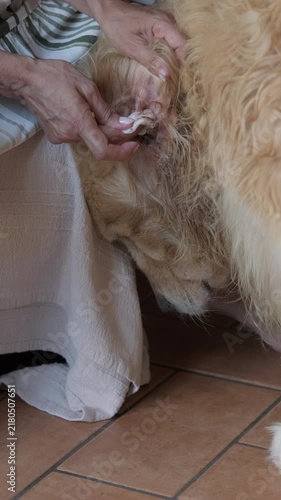 Vertical shot of a female owner gently cleaning earwax from her golden retriever's ear using a cotton pad. Close up concept of domestic pet care, hygiene routine, veterinary health, and bonding. Profe
