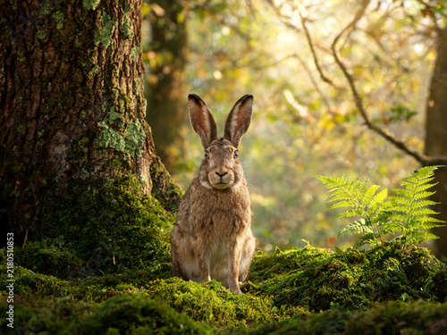 Cute rabbit photographed in a natural atmosphere, soft and charming lifestyle image with gentle light, cozy mood, and an adorable peaceful feeling