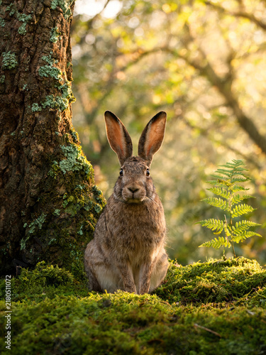 Cute rabbit photographed in a natural atmosphere, soft and charming lifestyle image with gentle light, cozy mood, and an adorable peaceful feeling